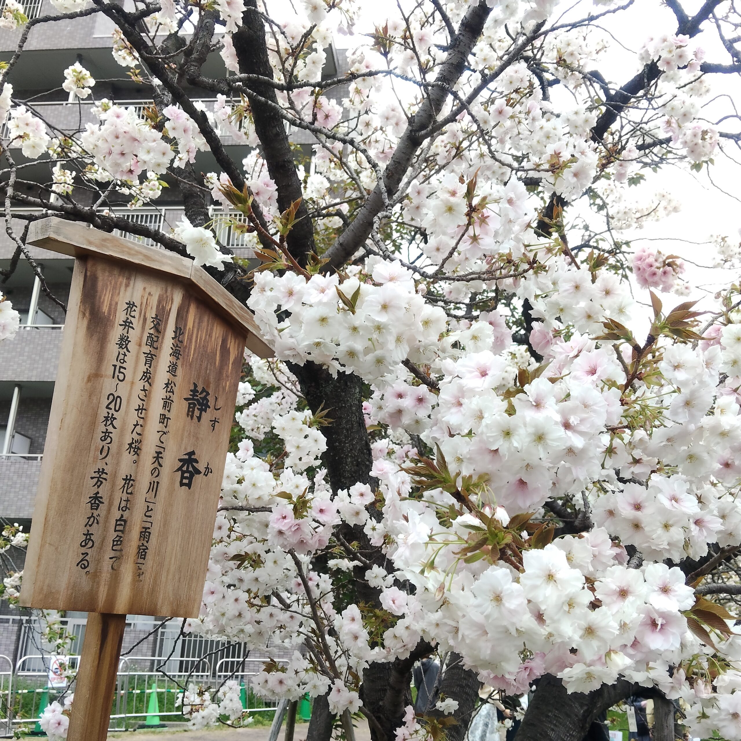 【4.18 日記】はじめての造幣局と花より団子