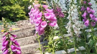 【5.24 日記】キツネノテブクロじみた愛