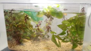 メダカとミナミヌマエビを飼い始めたよ。電源不要で簡単すぎ～
