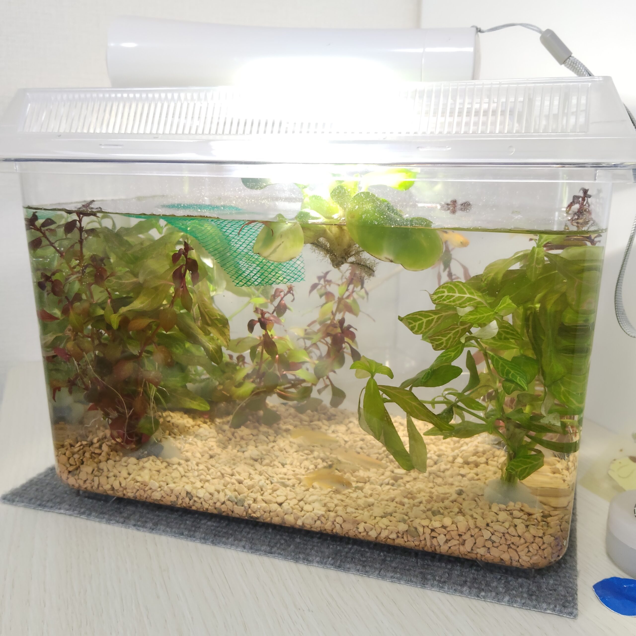 メダカとミナミヌマエビを飼い始めたよ。電源不要で簡単すぎ～