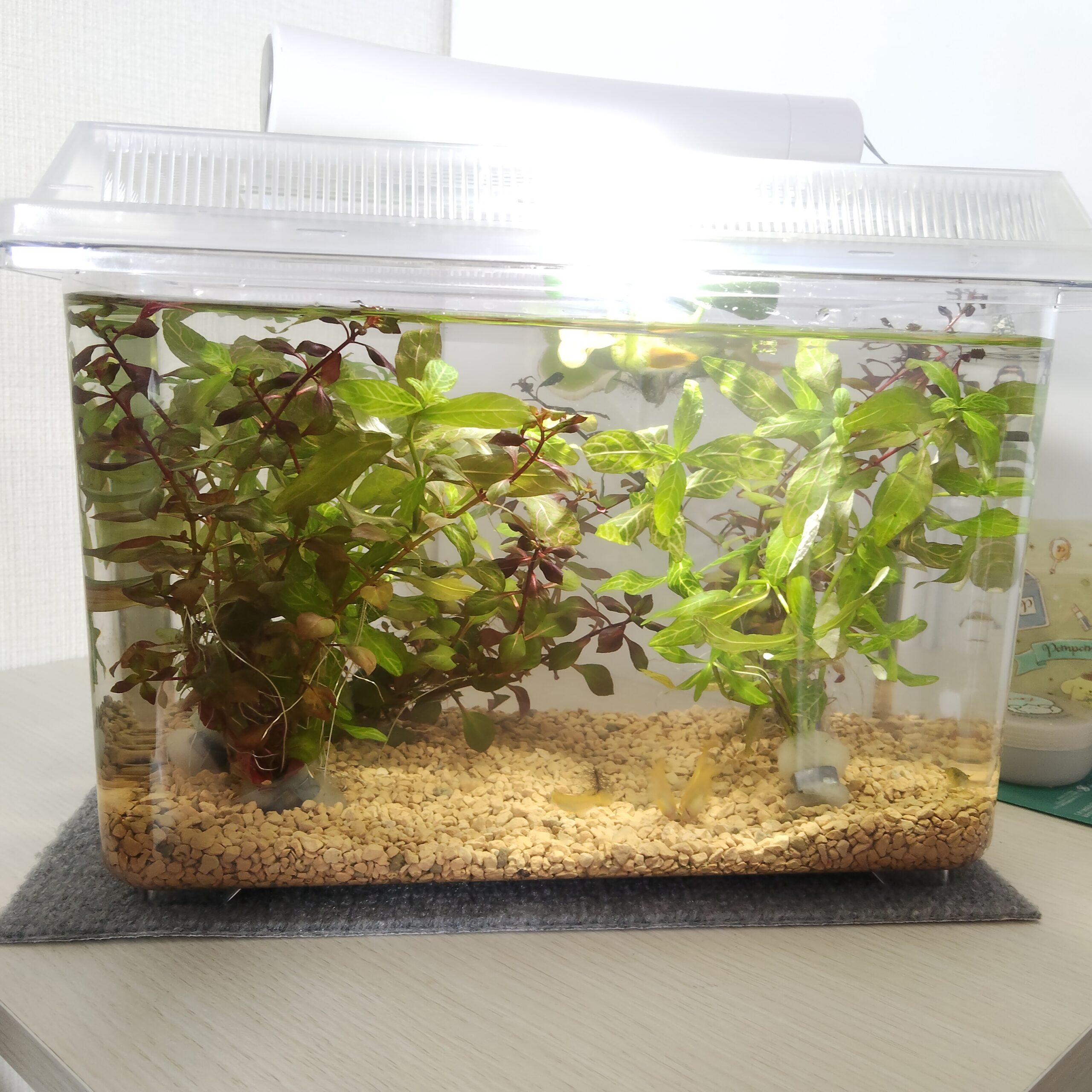 【メダカ部】思った倍伸びる水草　見つからないエビ