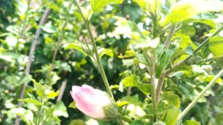 【6.13 日記】お庭仕事と生活を垣間見る