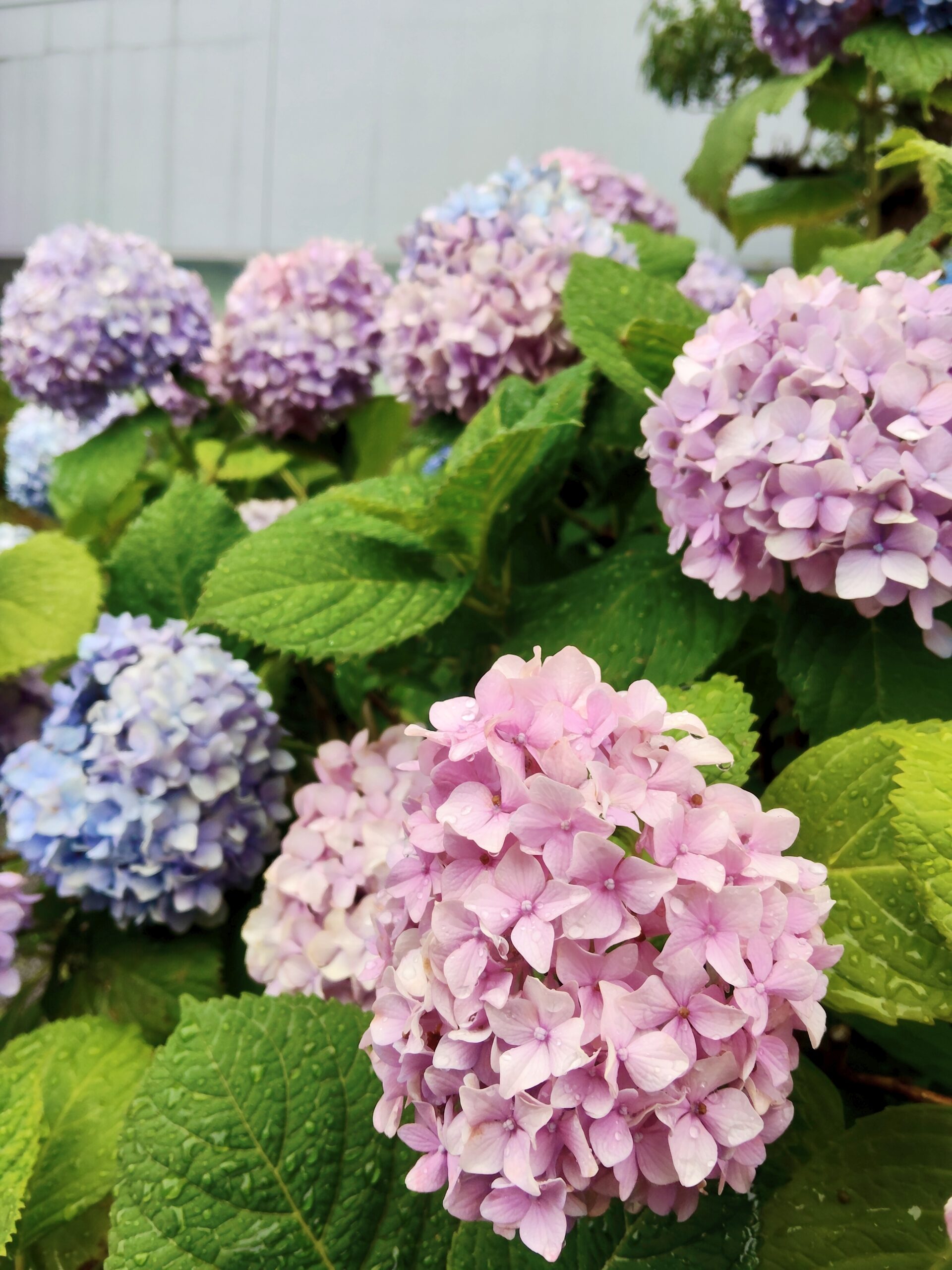 【6.4 日記】雨と紫陽花　ロケーションはお好みで