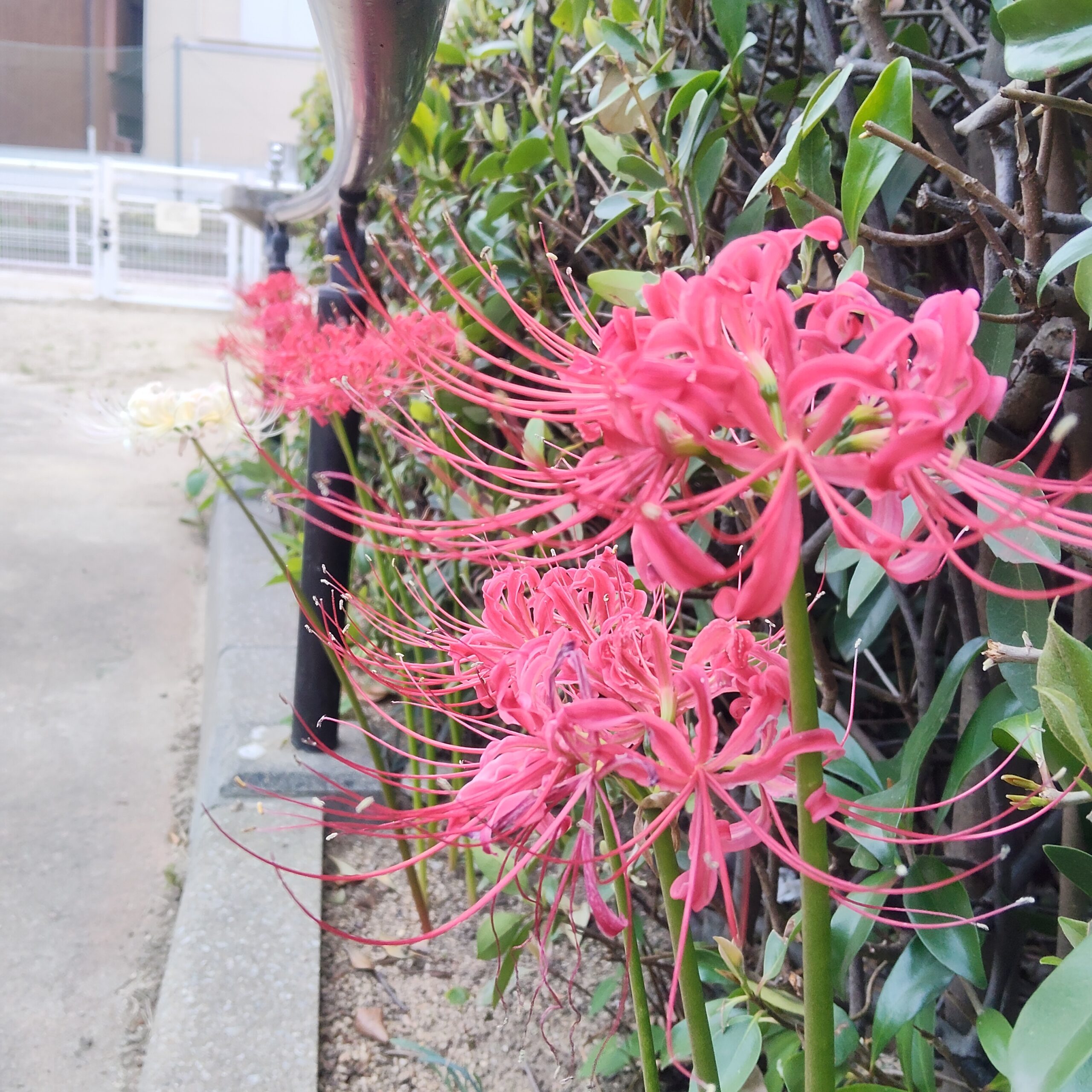 【9.27 日記】はじめて見つけた公園とヒガンバナ